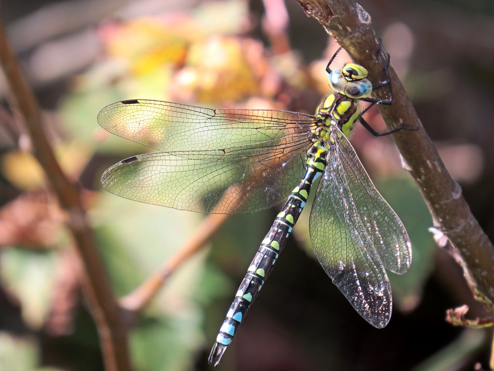 maschio di Aeshna cyanea